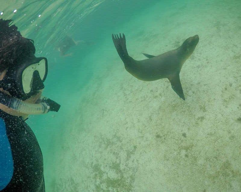 Menino mergulhando com um leão-marinho