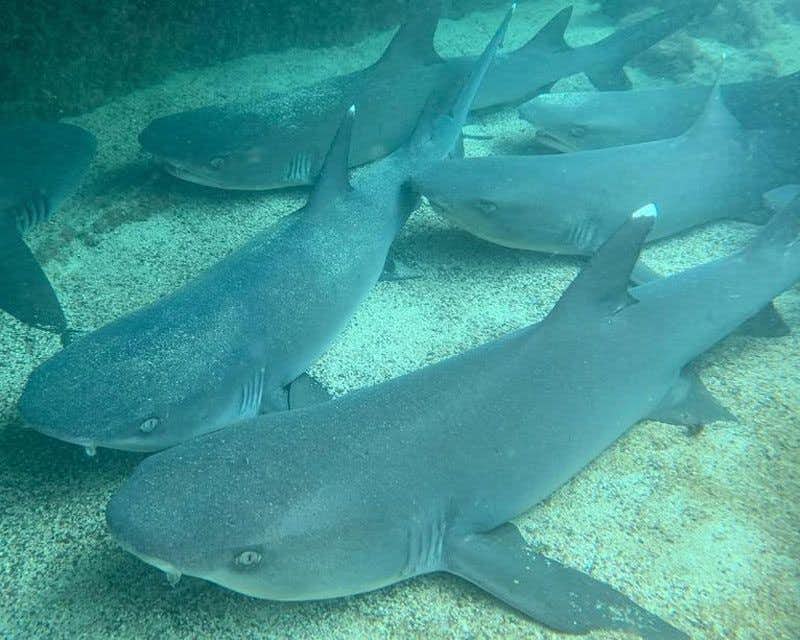 tubarões de ponta branca