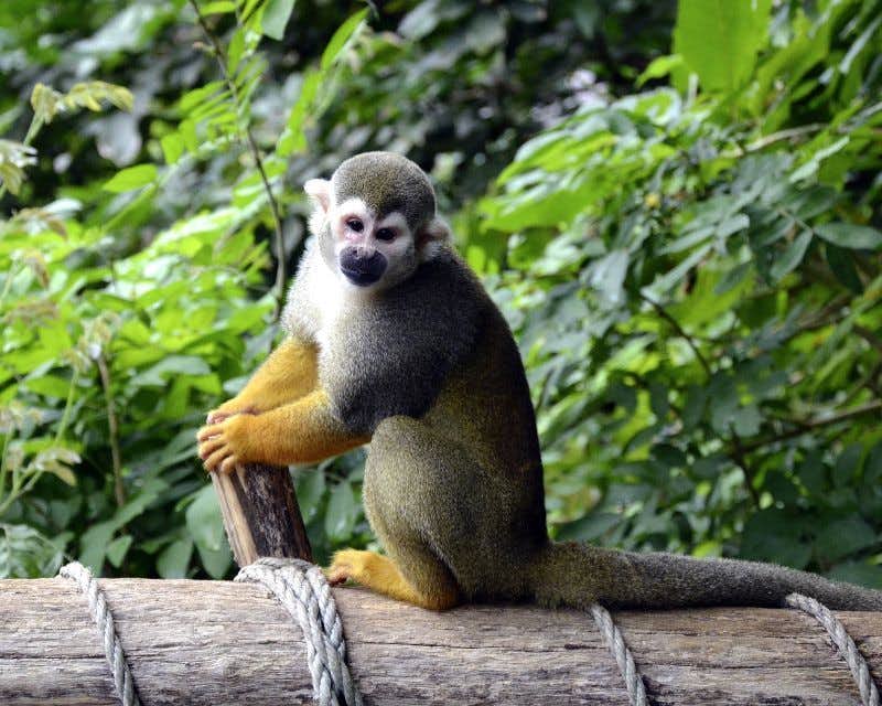 Macaco Cuyabeno perto do lodge