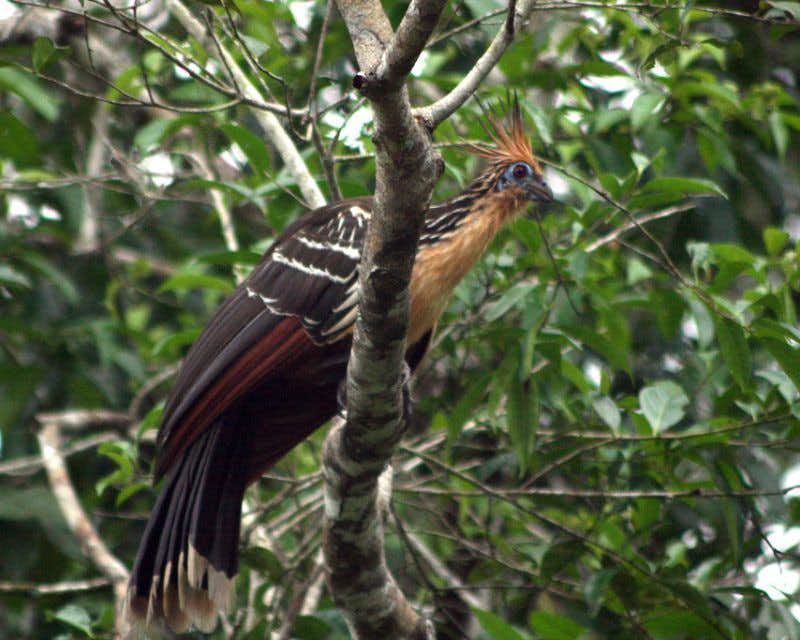 Pássaro Cuyabeno