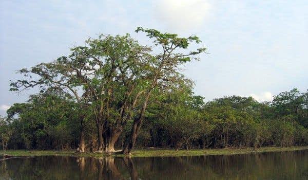 O passeio mais completo pela Reserva de Vida Selvagem de Cuyabeno