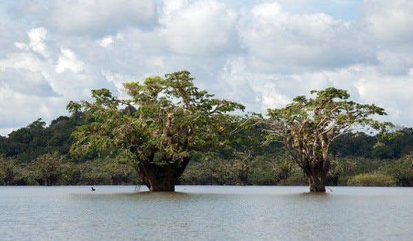 Rio Cuyabeno Jungle
