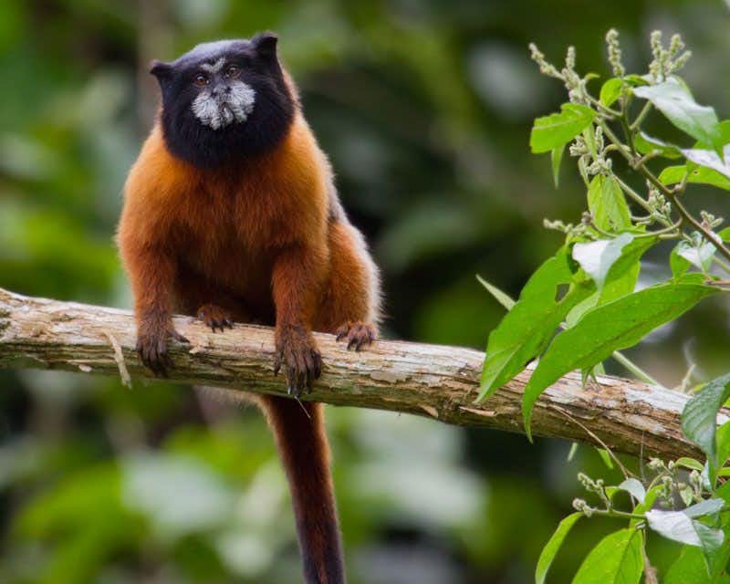 macaco laranja em um galho de árvore da selva