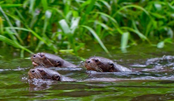 lontras nadando no rio napo