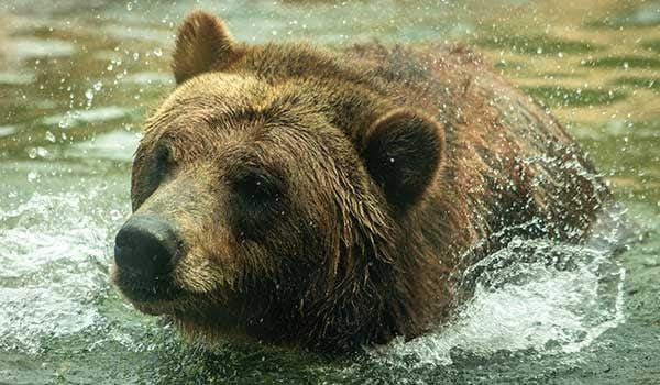 urso pardo parque nacional de yellowstone