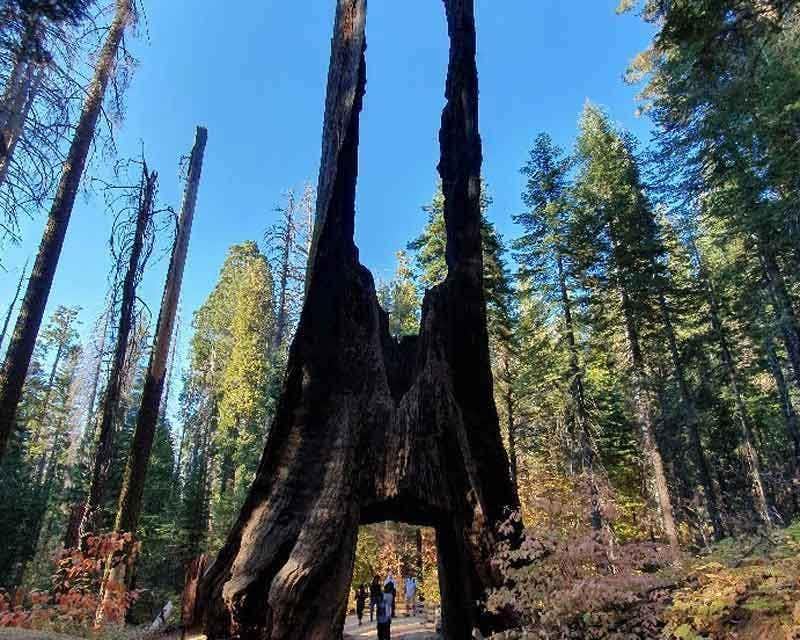 sequoias gigantes de yosemite