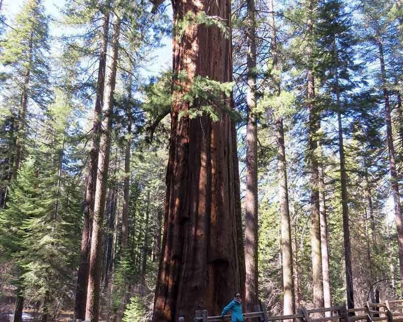 sequoias gigantes de yosemite