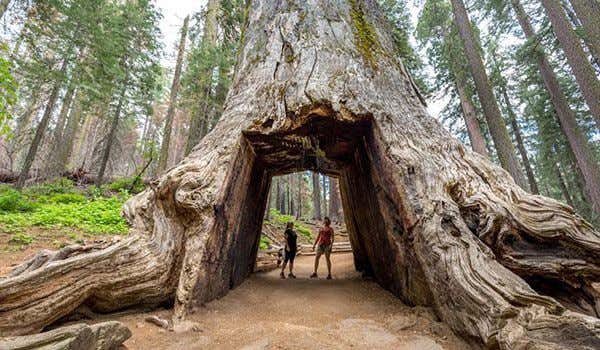 sequoia gigante yosemite