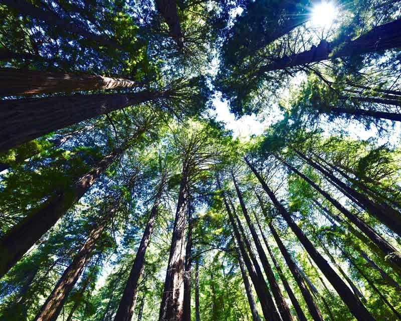 floresta de redwood são francisco