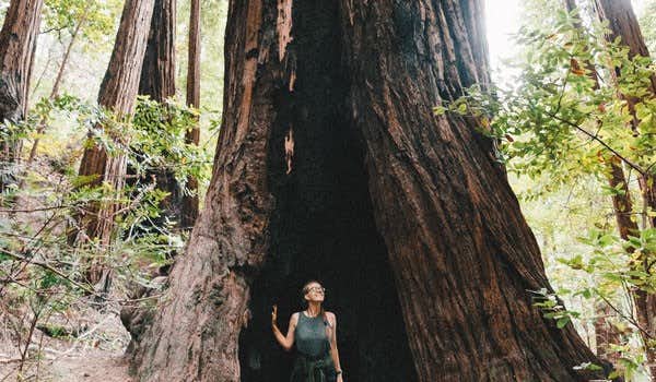 floresta de sequoias gigantes