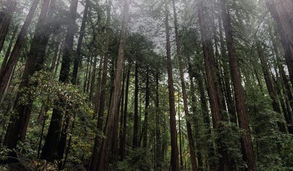 redwoods no monumento nacional de muir woods