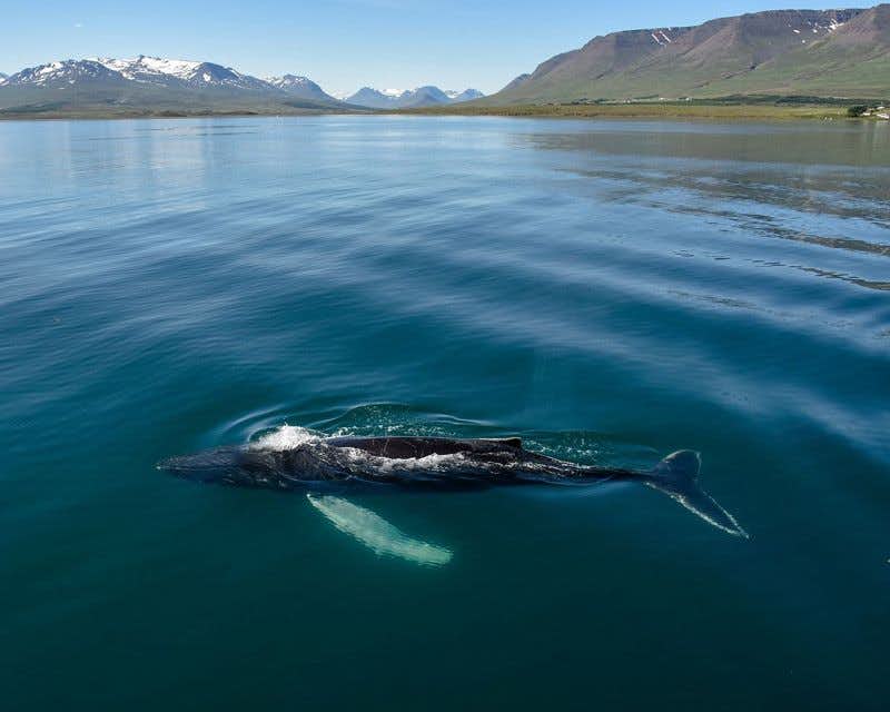Baleia jubarte na superfície
