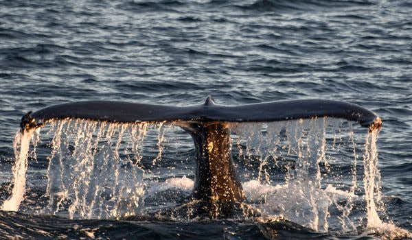 cauda de baleia jubarte