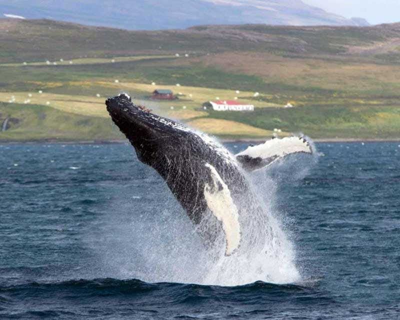 passeio de baleias em holmavik, na Islândia