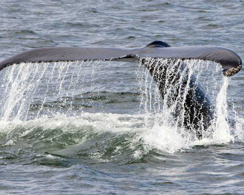 baleias holmavik