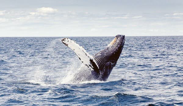 observação de baleias em holmavik