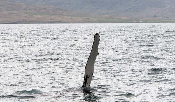 baleias holmavík