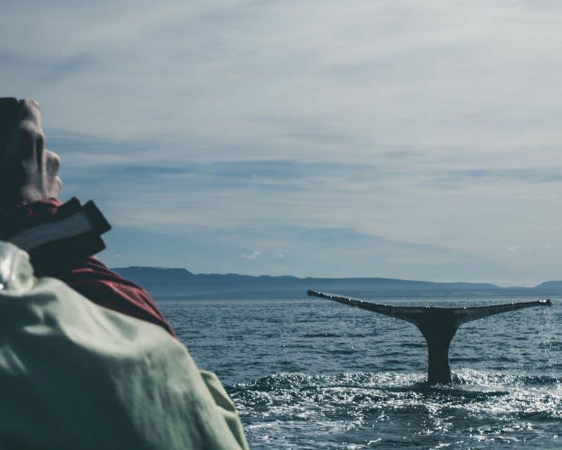 Viajantes tirando fotos para uma baleia
