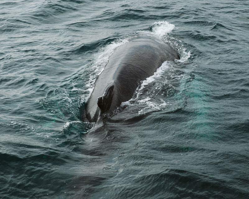 baleia na superfície