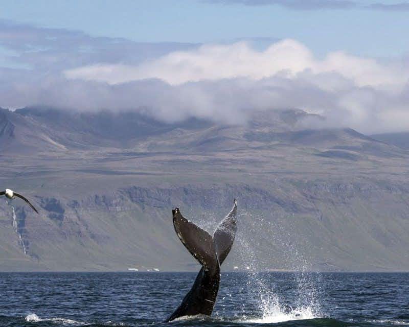 observação de baleias olafsvik islândia