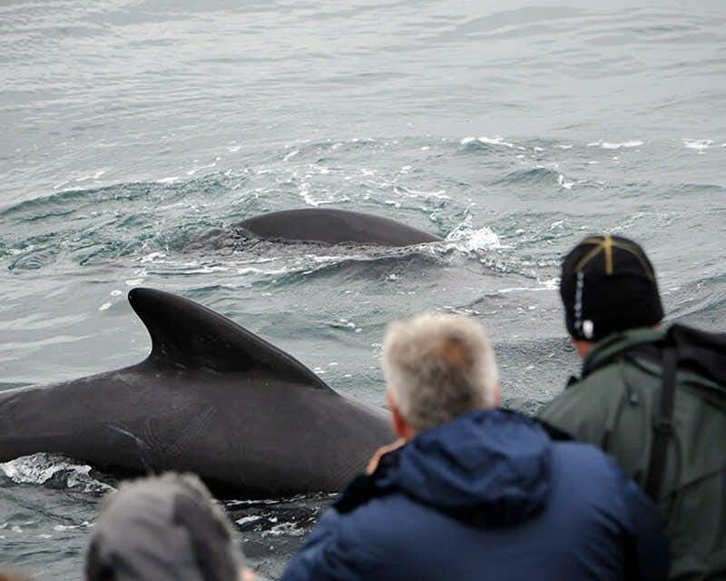 observação de baleias em olafsvik