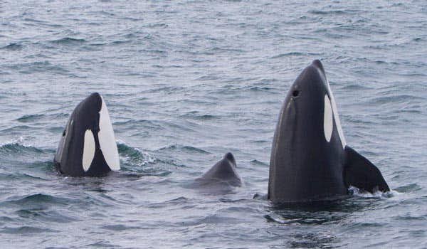 observação de baleias em snaefellsnes