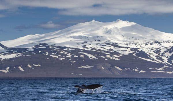 passeio de observação de baleias em snaefellsnes