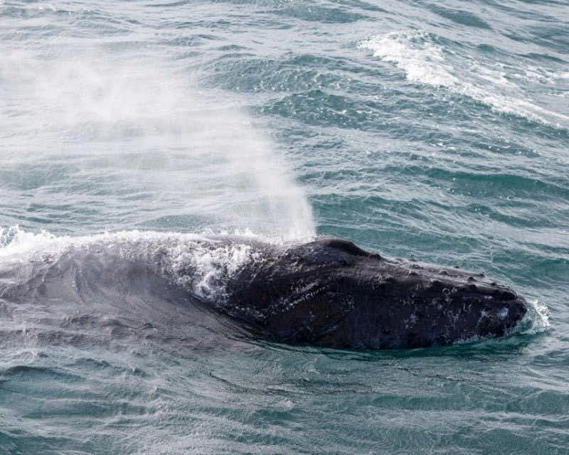 observação de baleias em reykjavik