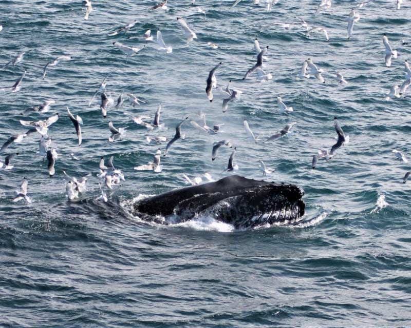 Baleia jubarte cercada por pássaros
