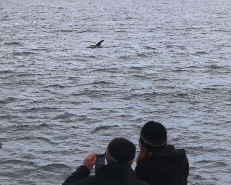 observação de baleias na baía de faxafloi