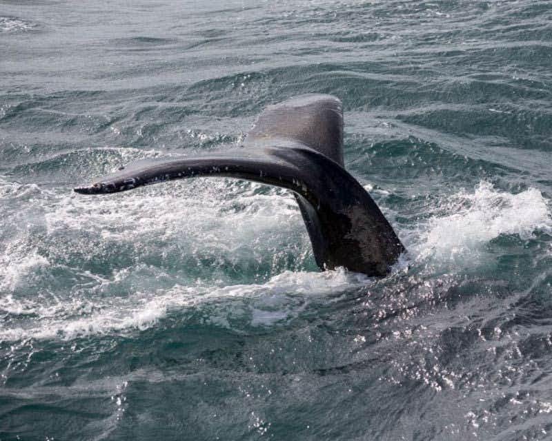 cauda de baleia reykjavik