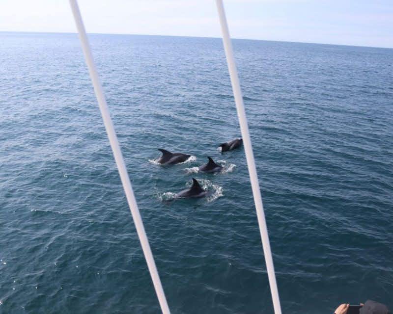 passeio de observação de golfinhos em reykjavik