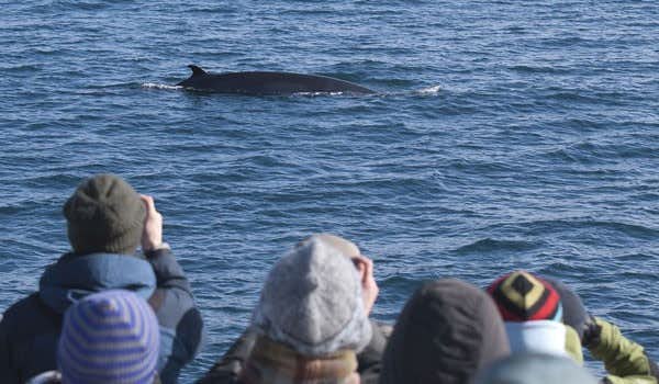 baleias faxafloi bay