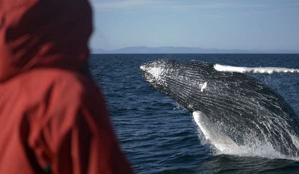 melhor passeio de observação de baleias em reykjavik