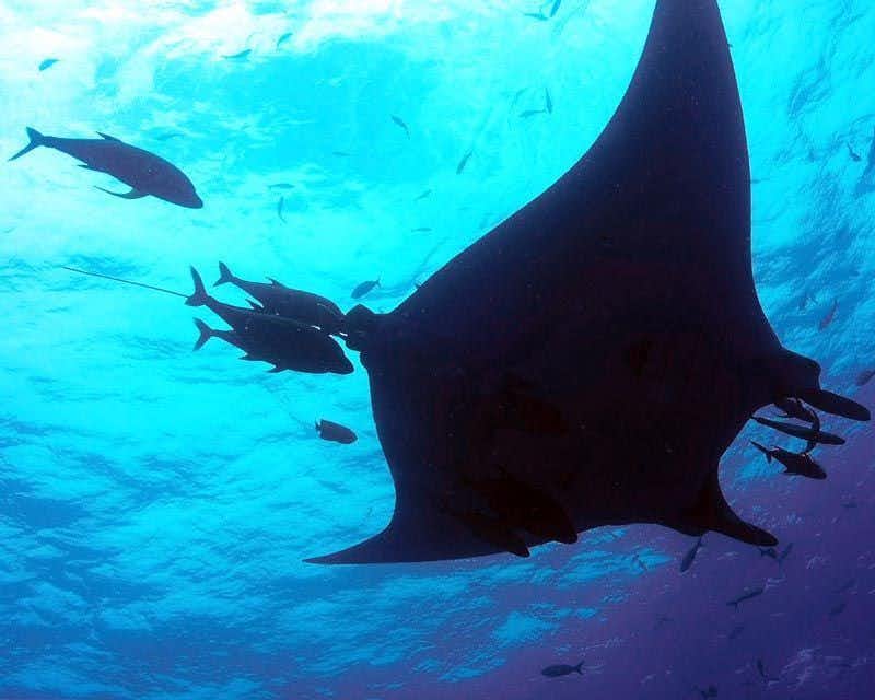 passeios com raias-manta e tubarões-baleia em isla mujeres