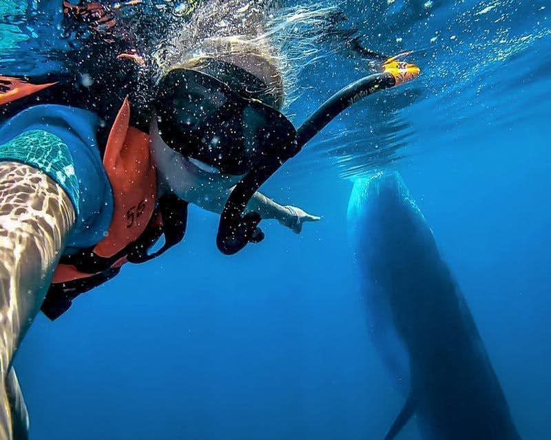 nadar com tubarões-baleia no méxico