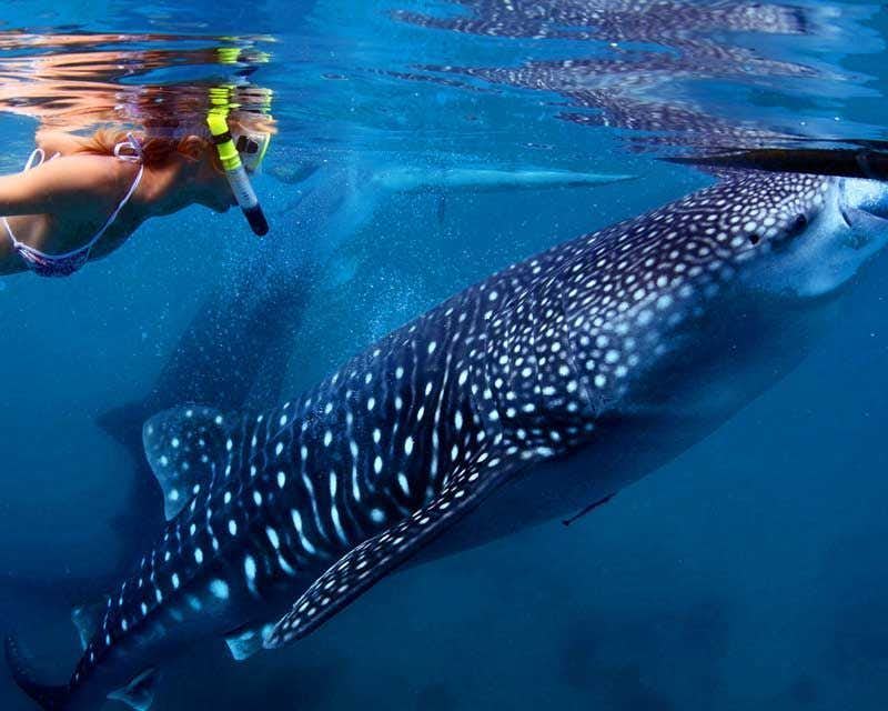 nadar com tubarões-baleia em cancun