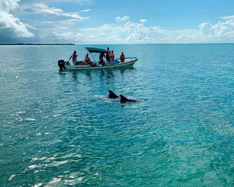golfinhos na reserva de sian kaan