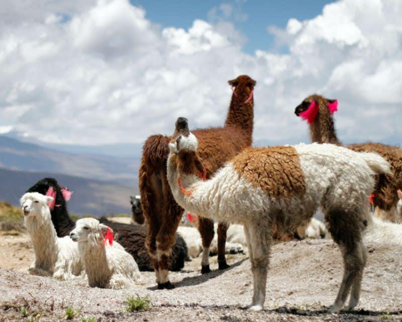 Grupo de alpacas no Vale do Colca