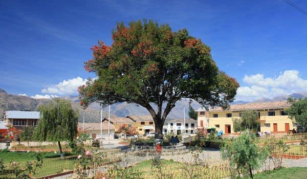 Árvore do centro da cidade de Mollepata