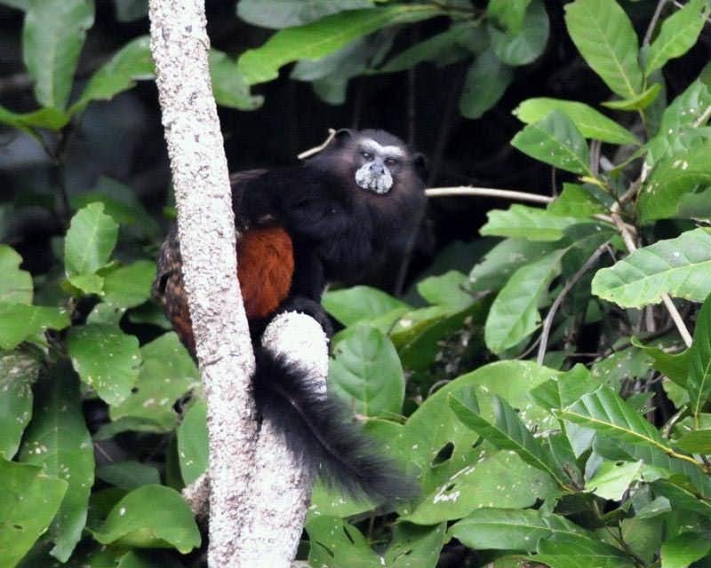 Macaco tamarineiro em uma árvore em Manu