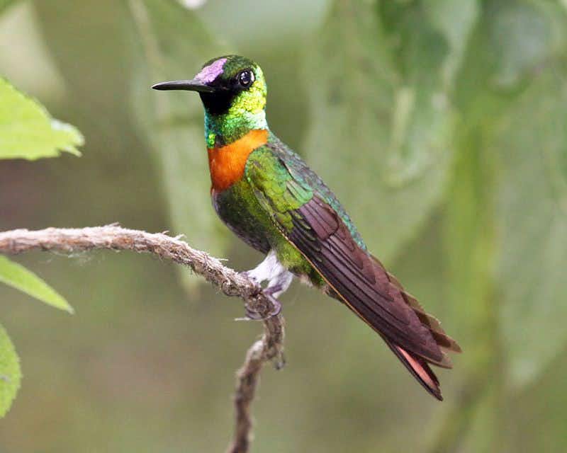 parque nacional de manu com pássaros verdes e laranjas
