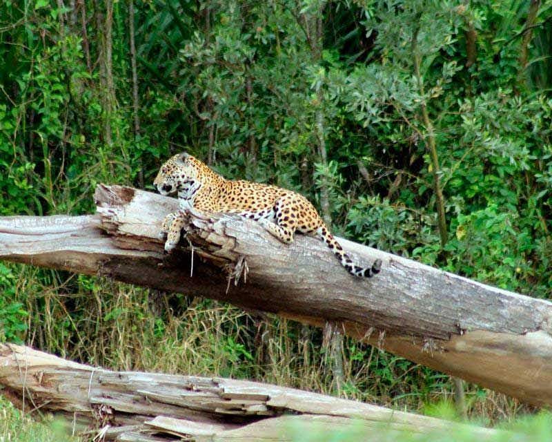 leopardo em um tronco no parque nacional de Manu