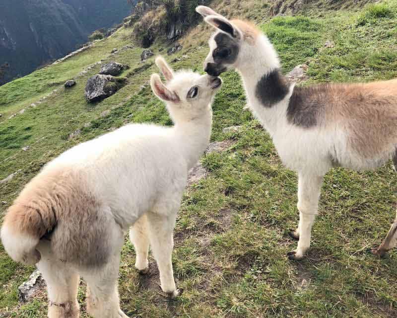 Duas lhamas na trilha premium de Salkantay para Machu Picchu