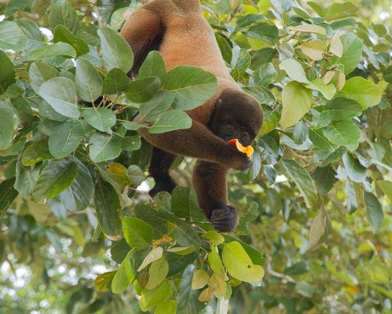 Um macaco em um galho segurando uma fruta que ele está comendo no passeio na selva de Iquitos.