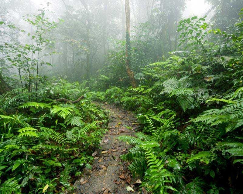 Caminho sinuoso através da vegetação da floresta tropical de Iquitos