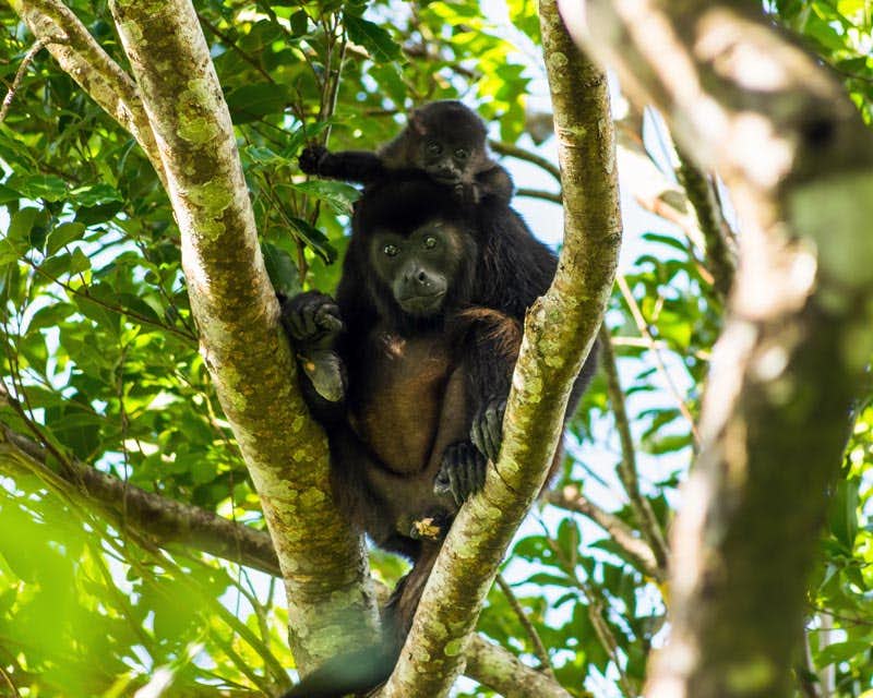 Macaco bebê nas costas de sua mãe na ilha do macaco na selva de iquitos