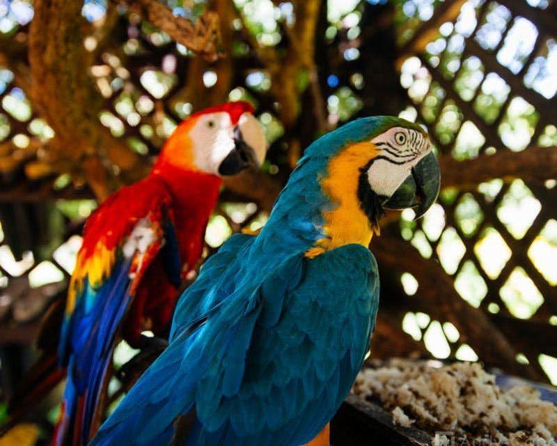 dois papagaios coloridos no chalé