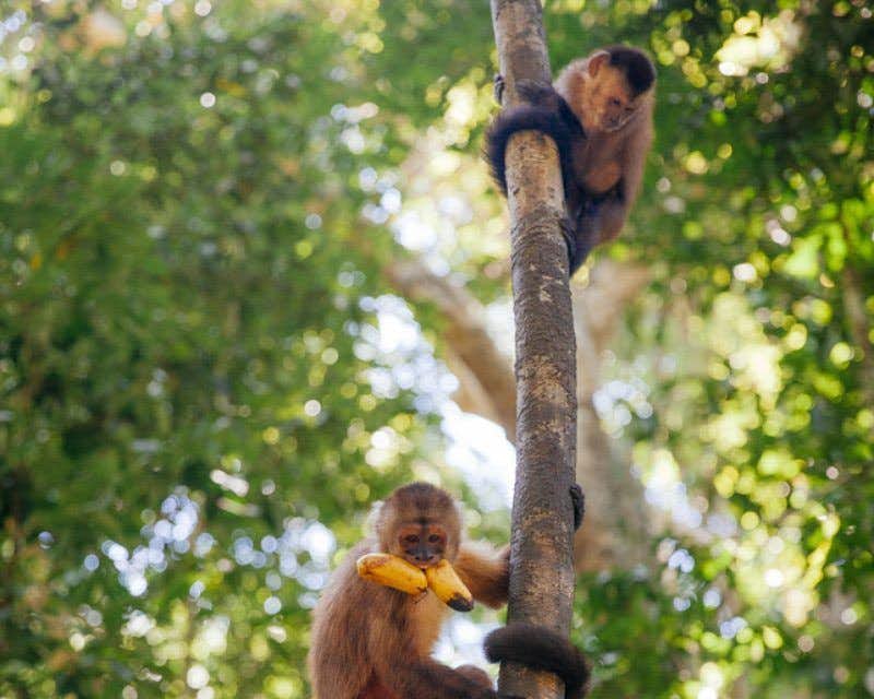 macacos comendo bananas na árvore