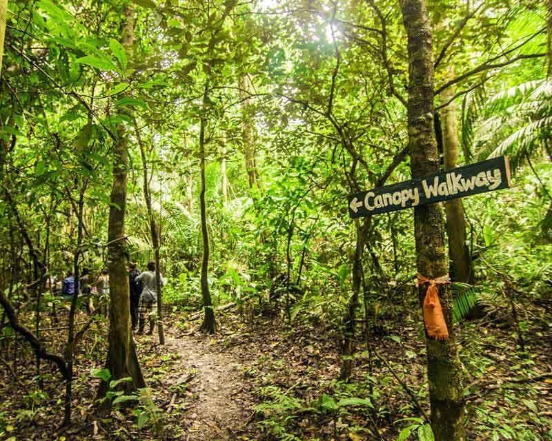 caminho na selva peruana